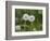 Two Blowballs, Dandelion, Meadow-Andrea Haase-Framed Photographic Print