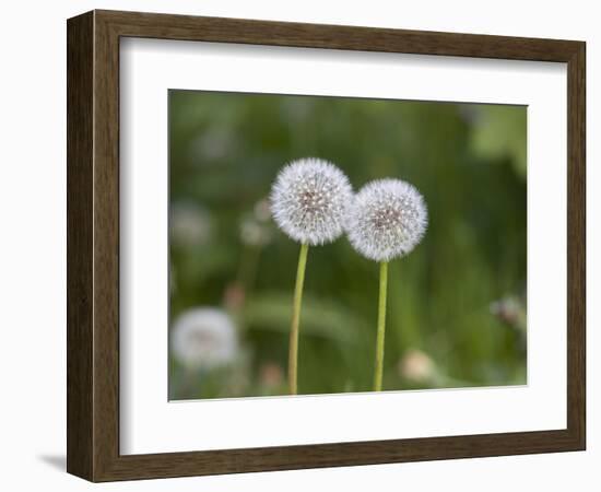 Two Blowballs, Dandelion, Meadow-Andrea Haase-Framed Photographic Print