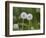 Two Blowballs, Dandelion, Meadow-Andrea Haase-Framed Photographic Print