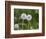 Two Blowballs, Dandelion, Meadow-Andrea Haase-Framed Photographic Print