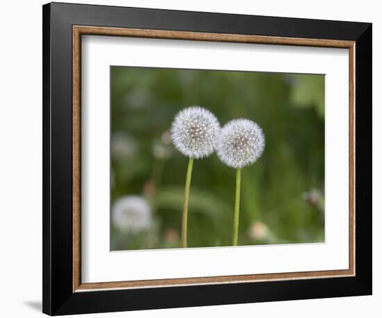 Two Blowballs, Dandelion, Meadow-Andrea Haase-Framed Photographic Print