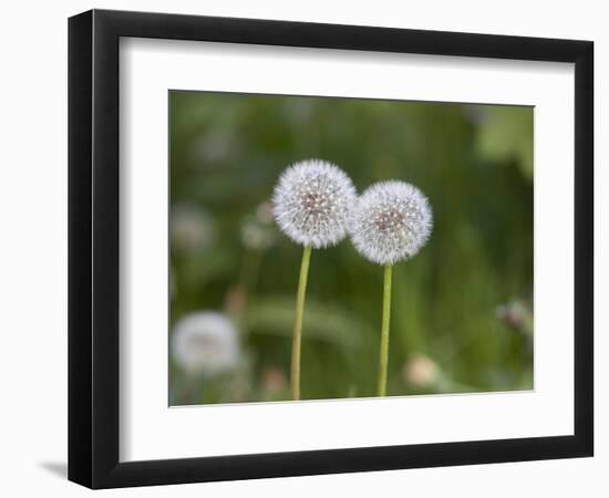 Two Blowballs, Dandelion, Meadow-Andrea Haase-Framed Photographic Print