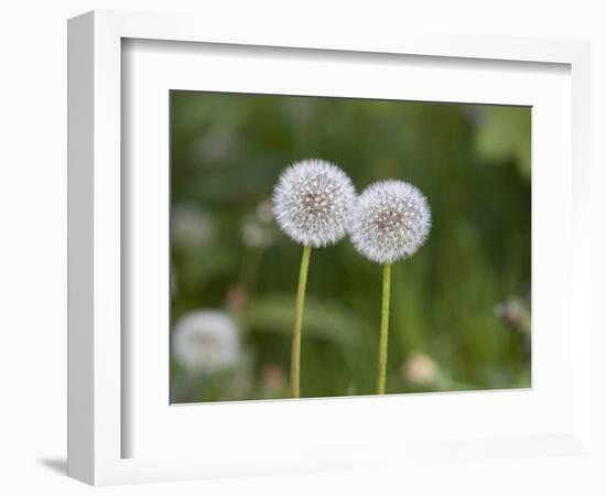 Two Blowballs, Dandelion, Meadow-Andrea Haase-Framed Photographic Print