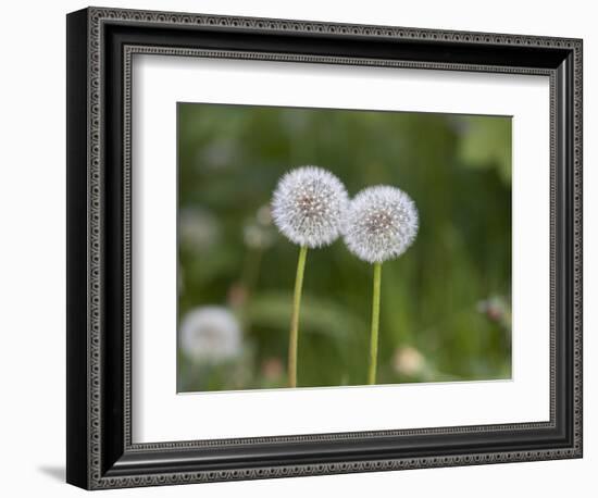 Two Blowballs, Dandelion, Meadow-Andrea Haase-Framed Photographic Print