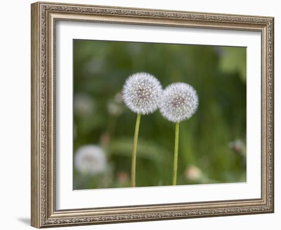 Two Blowballs, Dandelion, Meadow-Andrea Haase-Framed Photographic Print