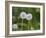 Two Blowballs, Dandelion, Meadow-Andrea Haase-Framed Photographic Print