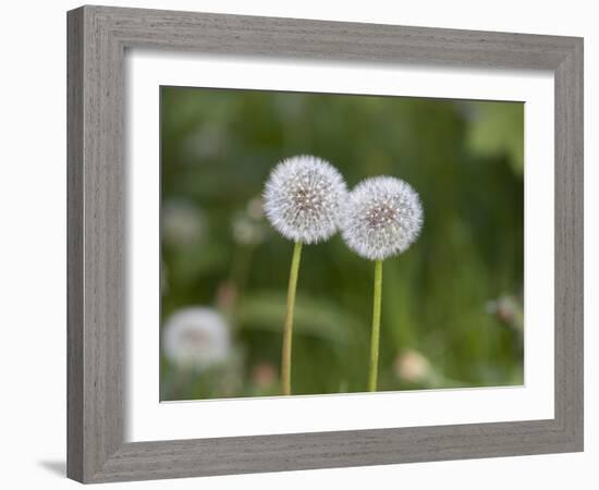 Two Blowballs, Dandelion, Meadow-Andrea Haase-Framed Photographic Print