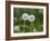 Two Blowballs, Dandelion, Meadow-Andrea Haase-Framed Photographic Print