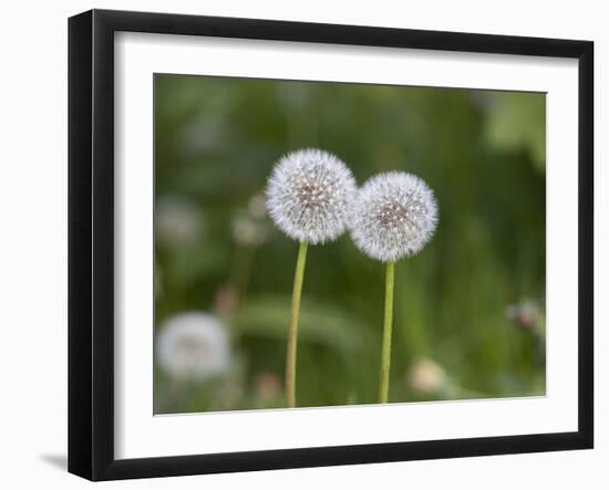 Two Blowballs, Dandelion, Meadow-Andrea Haase-Framed Photographic Print