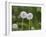 Two Blowballs, Dandelion, Meadow-Andrea Haase-Framed Photographic Print