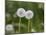 Two Blowballs, Dandelion, Meadow-Andrea Haase-Mounted Photographic Print