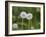 Two Blowballs, Dandelion, Meadow-Andrea Haase-Framed Photographic Print