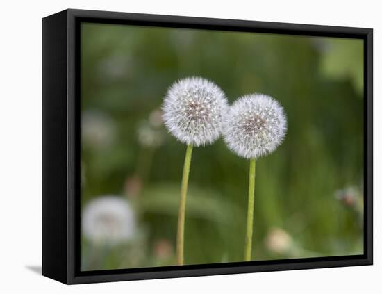 Two Blowballs, Dandelion, Meadow-Andrea Haase-Framed Premier Image Canvas