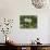 Two Blowballs, Dandelion, Meadow-Andrea Haase-Photographic Print displayed on a wall