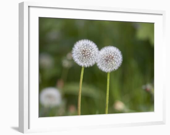 Two Blowballs, Dandelion, Meadow-Andrea Haase-Framed Photographic Print