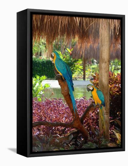 Two Blue and Gold Macaws Perched Under Thatched Roof-Lisa S. Engelbrecht-Framed Premier Image Canvas