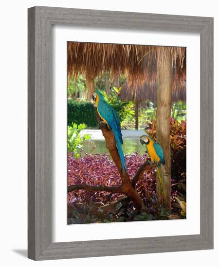 Two Blue and Gold Macaws Perched Under Thatched Roof-Lisa S. Engelbrecht-Framed Photographic Print