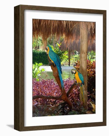 Two Blue and Gold Macaws Perched Under Thatched Roof-Lisa S. Engelbrecht-Framed Photographic Print