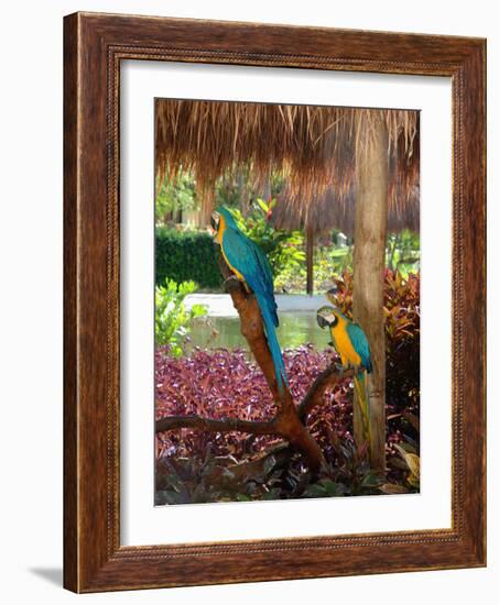 Two Blue and Gold Macaws Perched Under Thatched Roof-Lisa S. Engelbrecht-Framed Photographic Print