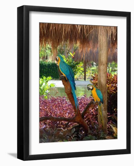 Two Blue and Gold Macaws Perched Under Thatched Roof-Lisa S. Engelbrecht-Framed Photographic Print