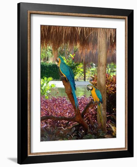 Two Blue and Gold Macaws Perched Under Thatched Roof-Lisa S. Engelbrecht-Framed Photographic Print