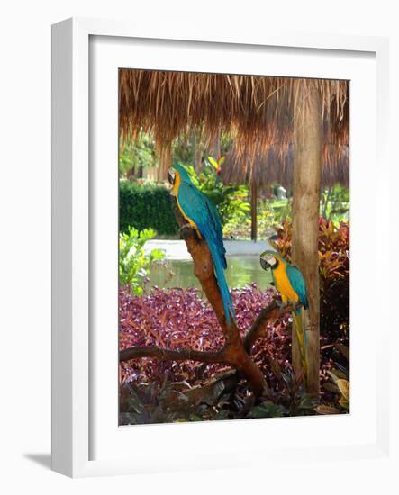 Two Blue and Gold Macaws Perched Under Thatched Roof-Lisa S. Engelbrecht-Framed Photographic Print