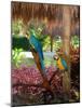 Two Blue and Gold Macaws Perched Under Thatched Roof-Lisa S. Engelbrecht-Mounted Photographic Print