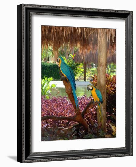 Two Blue and Gold Macaws Perched Under Thatched Roof-Lisa S. Engelbrecht-Framed Photographic Print