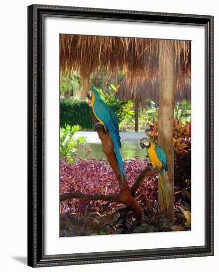 Two Blue and Gold Macaws Perched Under Thatched Roof-Lisa S. Engelbrecht-Framed Photographic Print