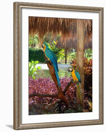 Two Blue and Gold Macaws Perched Under Thatched Roof-Lisa S. Engelbrecht-Framed Photographic Print