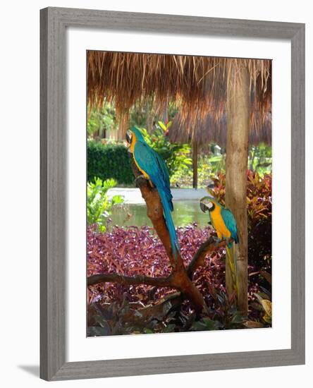 Two Blue and Gold Macaws Perched Under Thatched Roof-Lisa S. Engelbrecht-Framed Photographic Print