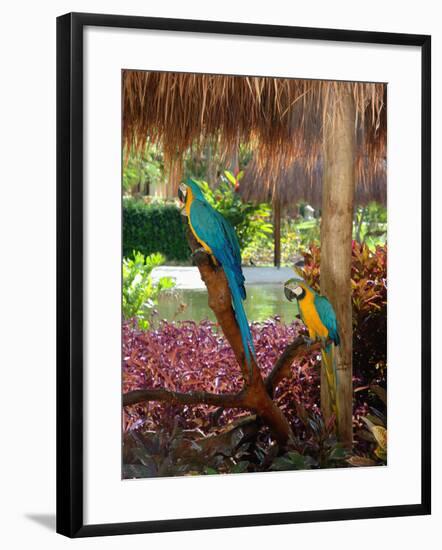 Two Blue and Gold Macaws Perched Under Thatched Roof-Lisa S. Engelbrecht-Framed Photographic Print