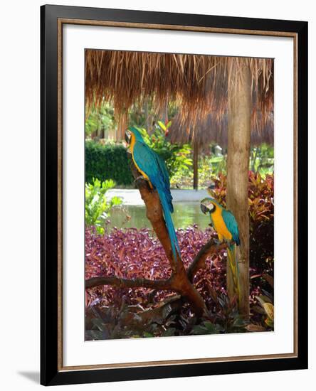 Two Blue and Gold Macaws Perched Under Thatched Roof-Lisa S. Engelbrecht-Framed Photographic Print