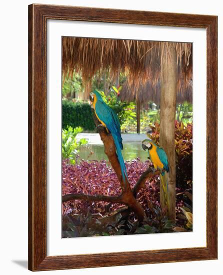 Two Blue and Gold Macaws Perched Under Thatched Roof-Lisa S. Engelbrecht-Framed Photographic Print