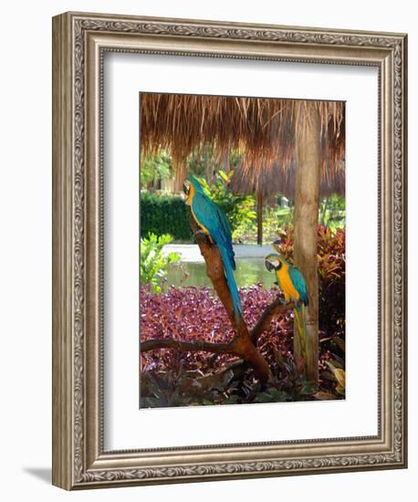 Two Blue and Gold Macaws Perched Under Thatched Roof-Lisa S. Engelbrecht-Framed Photographic Print