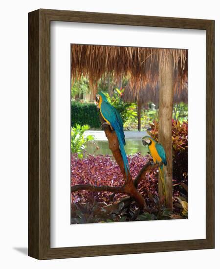 Two Blue and Gold Macaws Perched Under Thatched Roof-Lisa S. Engelbrecht-Framed Photographic Print