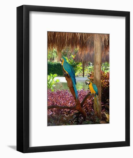 Two Blue and Gold Macaws Perched Under Thatched Roof-Lisa S. Engelbrecht-Framed Photographic Print