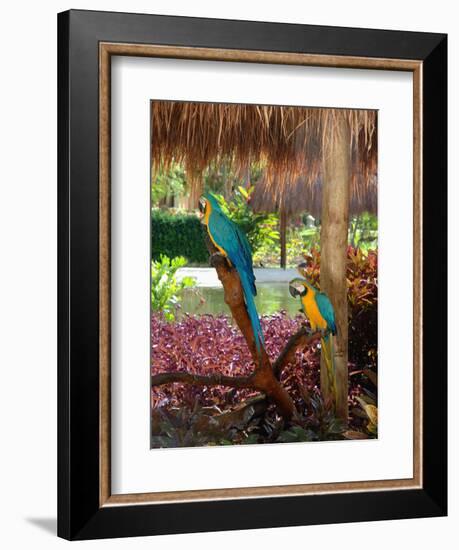 Two Blue and Gold Macaws Perched Under Thatched Roof-Lisa S. Engelbrecht-Framed Photographic Print