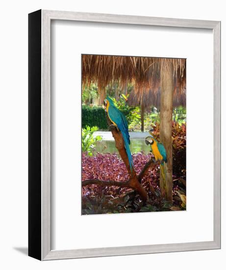 Two Blue and Gold Macaws Perched Under Thatched Roof-Lisa S. Engelbrecht-Framed Photographic Print