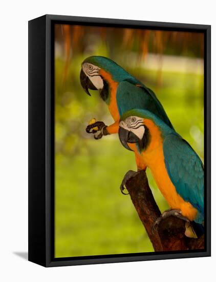 Two Blue and Gold Macaws-Lisa S. Engelbrecht-Framed Premier Image Canvas