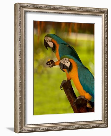 Two Blue and Gold Macaws-Lisa S. Engelbrecht-Framed Photographic Print