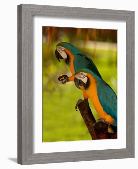 Two Blue and Gold Macaws-Lisa S. Engelbrecht-Framed Photographic Print