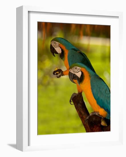 Two Blue and Gold Macaws-Lisa S. Engelbrecht-Framed Photographic Print