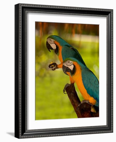 Two Blue and Gold Macaws-Lisa S. Engelbrecht-Framed Photographic Print