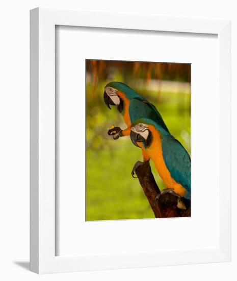 Two Blue and Gold Macaws-Lisa S. Engelbrecht-Framed Photographic Print