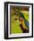 Two Blue and Gold Macaws-Lisa S. Engelbrecht-Framed Photographic Print