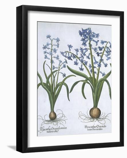 Two Blue Hyacinths, from Hortus Eystettensis, by Basil Besler-null-Framed Giclee Print