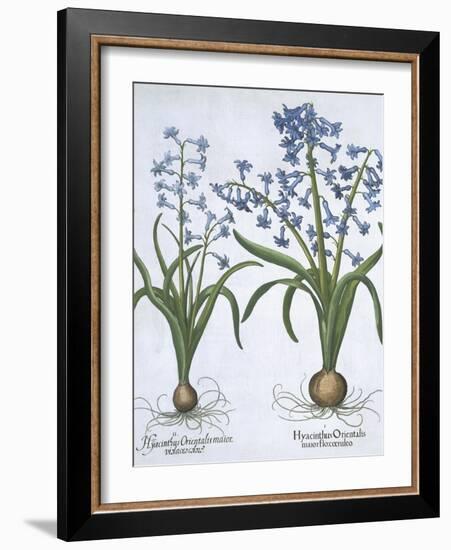 Two Blue Hyacinths, from Hortus Eystettensis, by Basil Besler-null-Framed Giclee Print
