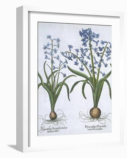 Two Blue Hyacinths, from Hortus Eystettensis, by Basil Besler-null-Framed Giclee Print