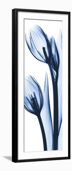 Two Blue Tulips-Albert Koetsier-Framed Art Print